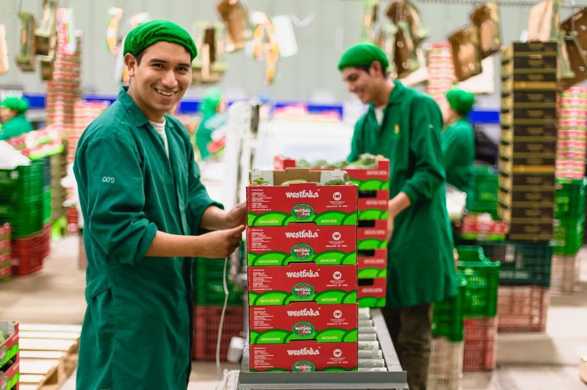 Hoy la palta representa el 90% de los ingresos de Westfalia Fruit Perú. Desde el próximo año, según Díaz, los productos con valor agregado pasarían a aportar cerca del 40%.