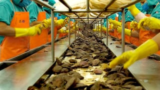 Perú refuerza regulación para impulsar exportación de moluscos bivalvos a UE