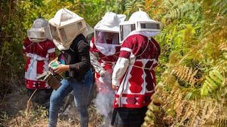 Mujeres indígenas luchan contra crisis climática al salvar abejas en el sur de México