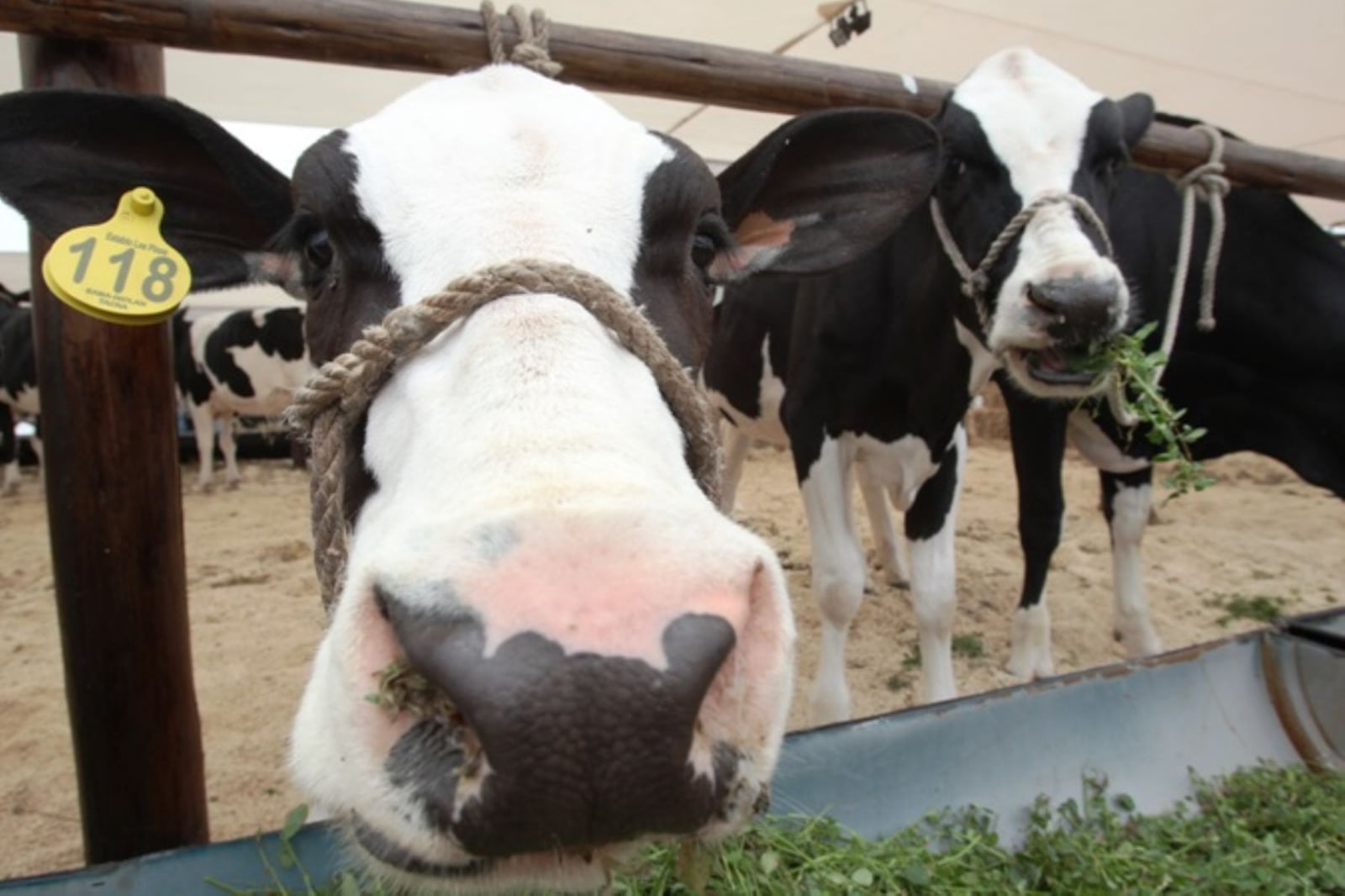 Perú cambia las reglas para importar derivados bovinos de Argentina: ¿qué exige ahora?
