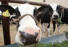 Perú cambia las reglas para importar derivados bovinos de Argentina: ¿qué exige ahora?