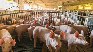 China llama al sector porcino a garantizar suministros a medida que aumentan los precios