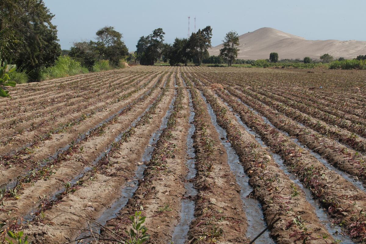 Un buen indicador de que habrá una buena cosecha es que los reservorios estén en el nivel adecuado, y en este caso, se observa que se tiene nivel superior al promedio. (Foto: GEC)