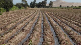 Ante déficit de lluvias, reservorios hídricos sostendrán próximas campañas de cultivo