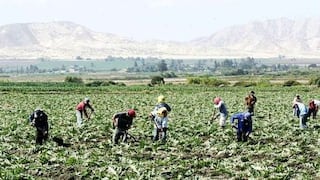Pequeña agricultura emplea al 79% de los trabajadores del sector