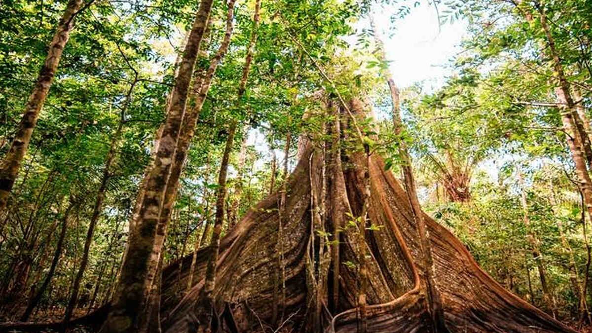Fronterra con capital para proyectos forestales en Perú y alista expansión a Brasil