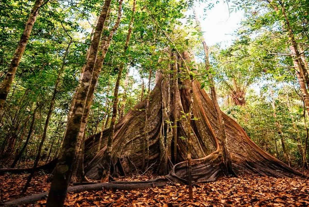 La empresa franco-peruana Fronterra desarrolla proyectos de créditos de carbono forestal y conservación de la biodiversidad en Perú. Foto: ARBIO.