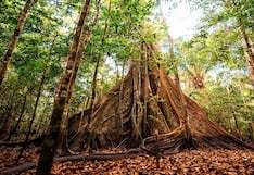 Fronterra con capital para proyectos forestales en Perú y alista expansión a Brasil