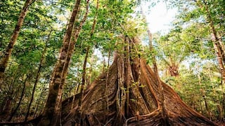 Fronterra con capital para proyectos forestales en Perú y alista expansión a Brasil