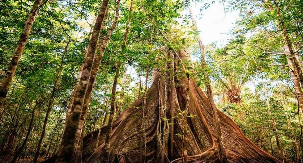 Fronterra amplía proyectos de conservación en Perú con financiamiento de US$1.1 millones