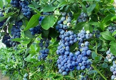 Agrokasa con millonario proyecto en fundo de Ica: el plan para ampliar áreas para dos cultivos