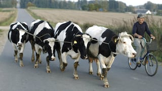 Vacas con microchips son la apuesta de exportación de Argentina