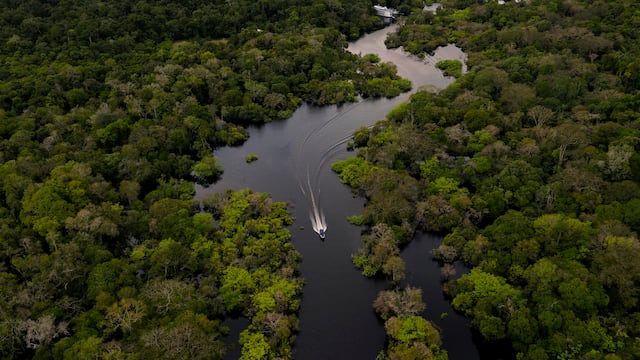 Cambio climático: la Amazonía está en peligro mortal y podría desaparecer en el 2050