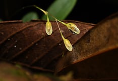 Descubren nueva especie de orquídea en Loreto