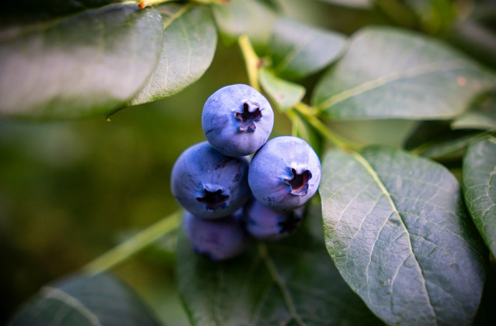 El arándano es uno de los frutos que integra la creciente canasta agroexportadora peruana con destino a Chile. (Foto: Pexels)