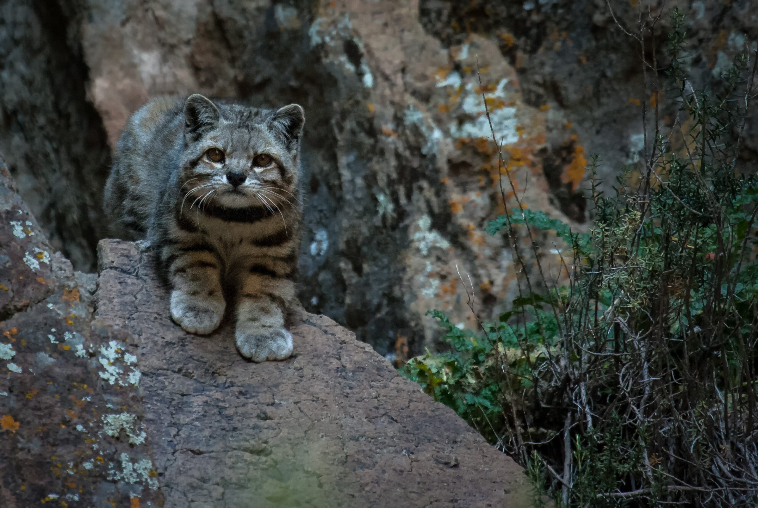 El gato andino se encuentra en la categoría En Peligro de extinción (EN), “considerado el felino más amenazado de América y dentro de los cinco más amenazados del mundo”. Foto: Juan Repucci / AGA.
