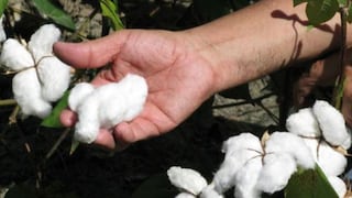 Plan para reactivar producción de algodón peruano se encuentra en etapa final