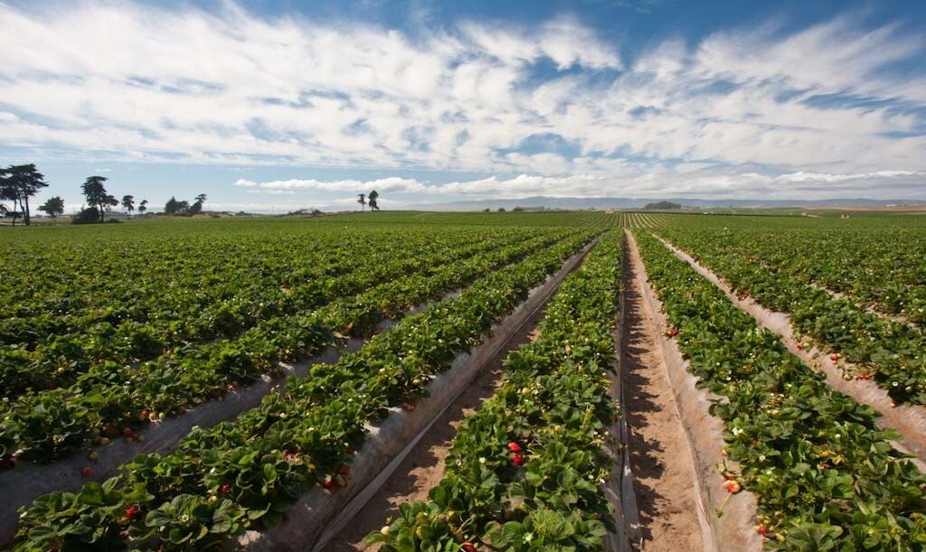 "Aunque el 80% del agua disponible es usada por la agricultura, la eficiencia de su uso en los sistemas de riego peruanos es de 35%". (Foto: Difusión)