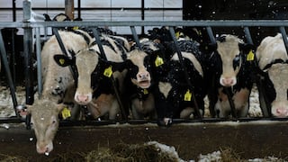 Por COP28, seis gigantes lácteos prometen revelar su huella de metano, peor que el CO2