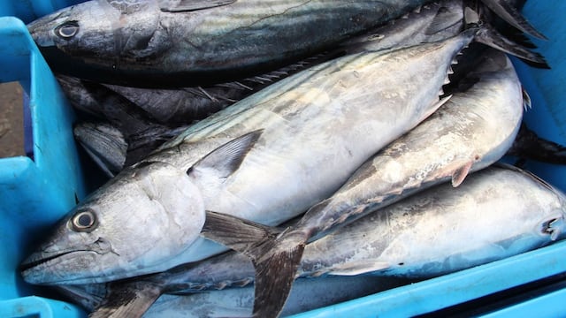 Pesca de bonito: establecen límite de captura en 42,415 toneladas para el 2024
