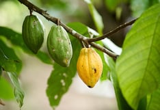 Cacao encabeza la agricultura que cuida el suelo en Perú: la lista completa de iniciativas