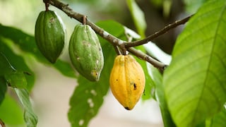 Cacao encabeza la agricultura que cuida el suelo en Perú: la lista completa de iniciativas