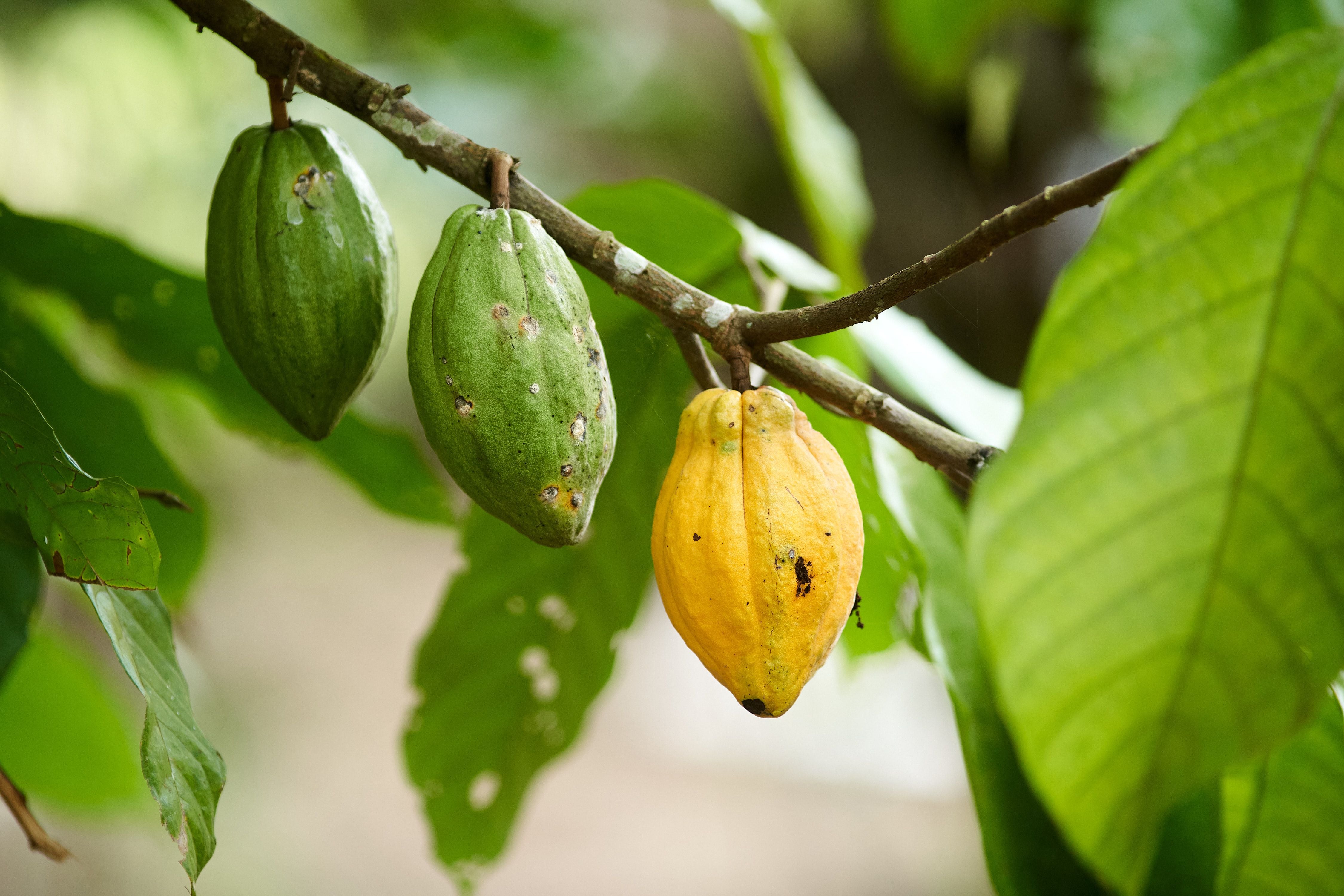 El cacao concentra casi la mitad de los proyectos de agricultura regenerativa en Perú. Conoce el mapa de iniciativas y los cultivos involucrados. (Foto: Pexels)
