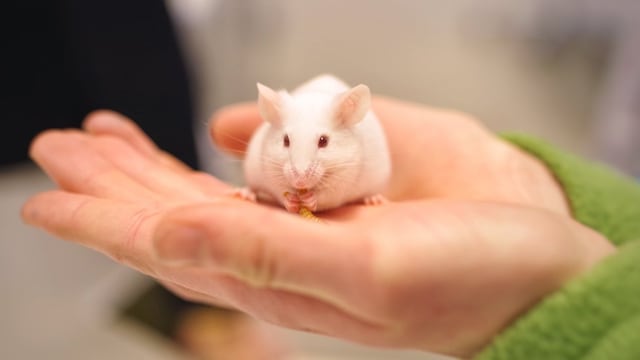 Descubren en ratones el mecanismo que nos lleva a hacer nuevas amistades
