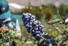 Migiva Group abre centro de prefrío en Cañete y arranca campaña de arándanos