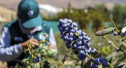 Cinco empresas concentran más del 50% del negocio del ‘oro azul’ peruano: ¿quiénes son?