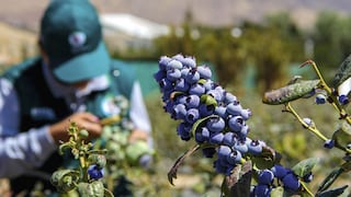 Más de 13,000 hectáreas por “explotar”: BCRP señala este factor para potenciar a arándanos y uvas