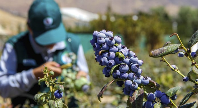 ¿Cuáles son las novedades con respecto al cultivo de arándanos? (Foto: Blueberries Consulting)