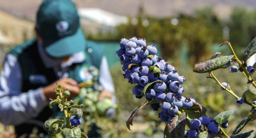 Five companies concentrate more than 50% of the Peruvian 'blue gold' business: who are they?