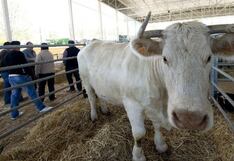 China reconoció al Perú como país libre de fiebre aftosa