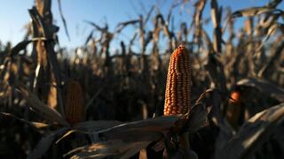Clima más seco preocupa a los productores de maíz del centro de Brasil