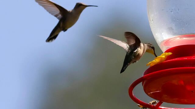 Ambientalista crea un santuario para proteger a los colibríes en el centro de México