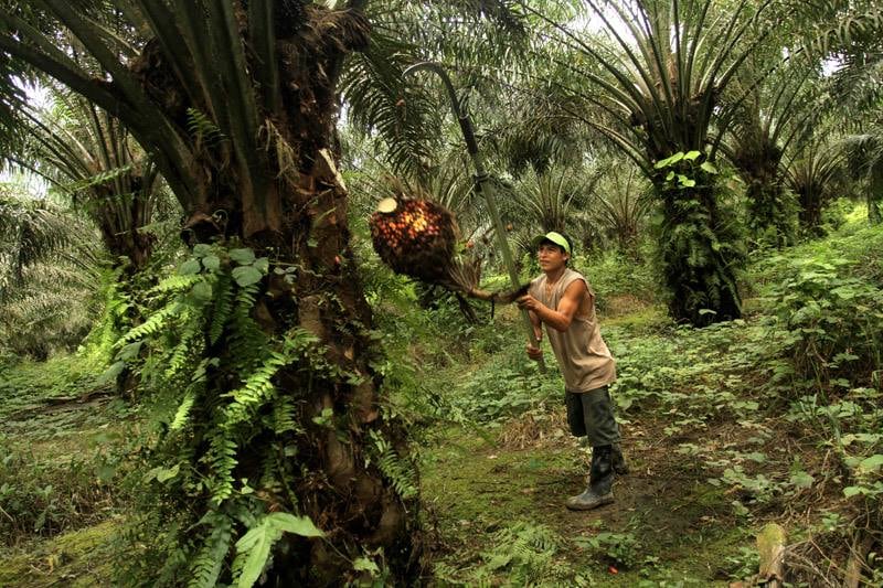 Refinería del Espino separa un bloque patrimonial compuesto por acciones de su titularidad en Industrias de Tulumayo, Palmas de Shanusi, Islandia Energy y Palmas del Amazonas, transfiriéndolas a Palmas del Espino. (Foto: USI).