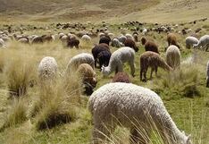 Agro Rural destina cerca de S/ 2 millones para generar valor agregado a fibra de alpaca