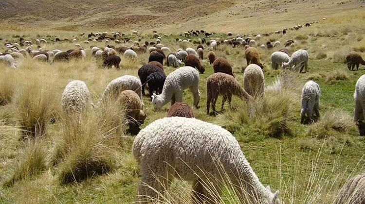 Se implementarán cuatro centros de esquila en Callalli y Sibayo, en Arequipa; Macusani y Putina, en Puno. Foto/Difusión.