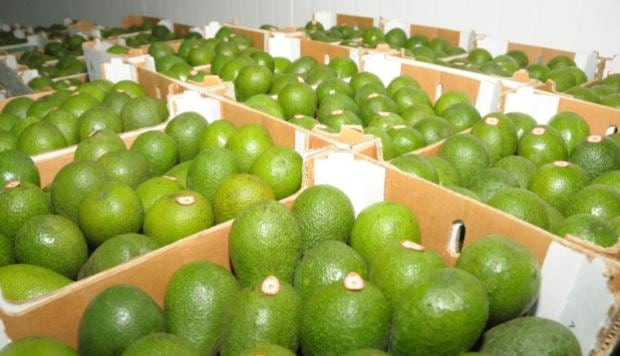 Se dio seguimiento a las gestiones para avanzar en el acceso de productos peruanos al mercado estadounidense. (Foto: GEC)