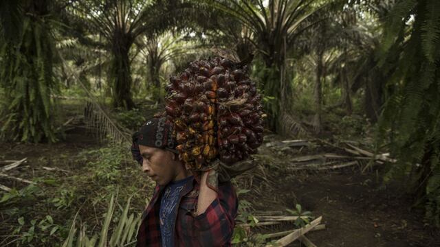 El futuro del aceite de palma podría estar en América Latina