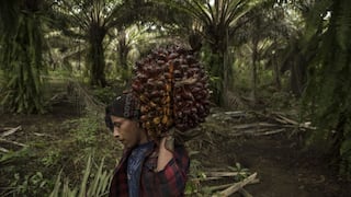El futuro del aceite de palma podría estar en América Latina