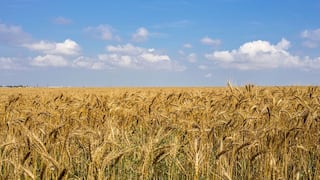 Imágenes satelitales predicen pérdida de un tercio de las cosechas de trigo en Ucrania