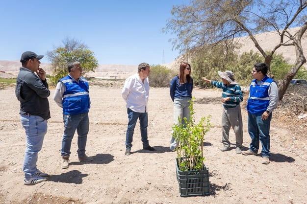 Los plantones entregados por Anglo American se destinaron a productores de los valles de San Antonio y Tumilaca, en Moquegua.