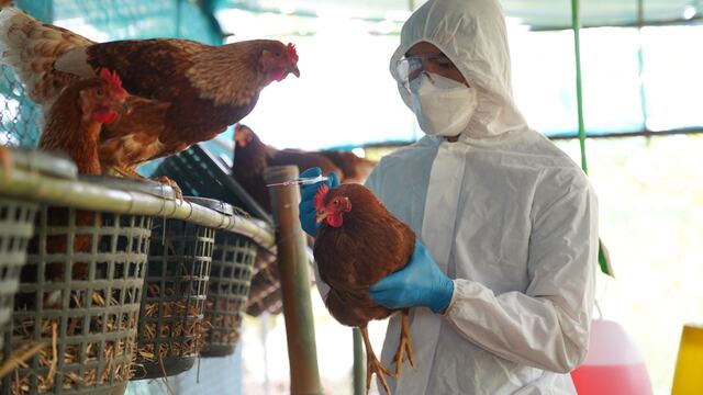 Senasa: solo un laboratorio obtiene el registro de vacunas contra la gripe aviar 