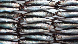 Produce: Autorizan segunda temporada de pesca en la zona sur