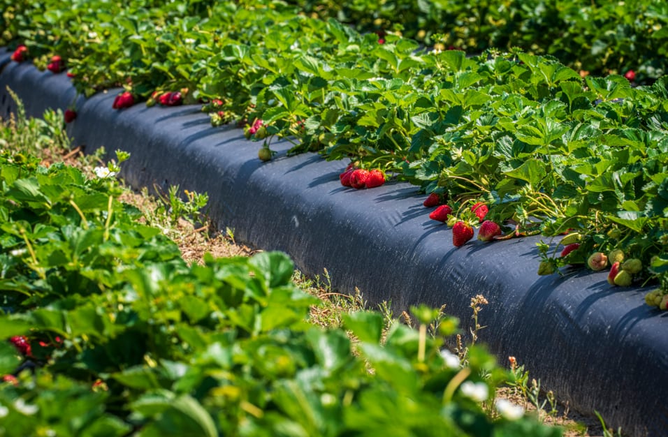 El acolchado plástico actúa como barrera física que reduce los problemas de pudrición, manchas y contaminación. (Foto: Pexels)