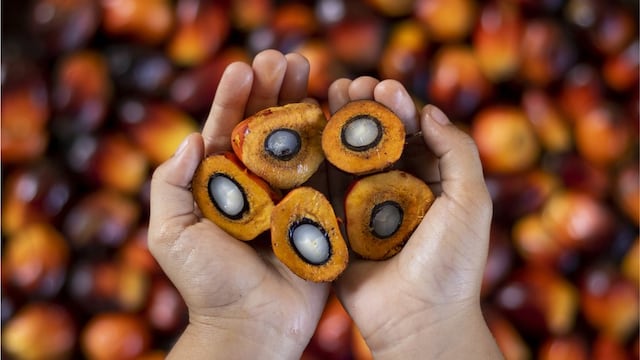 Venezuela apunta a exportar aceite de palma: comienza a sembrar 50,000 semillas