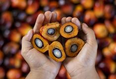 Venezuela apunta a exportar aceite de palma: comienza a sembrar 50,000 semillas