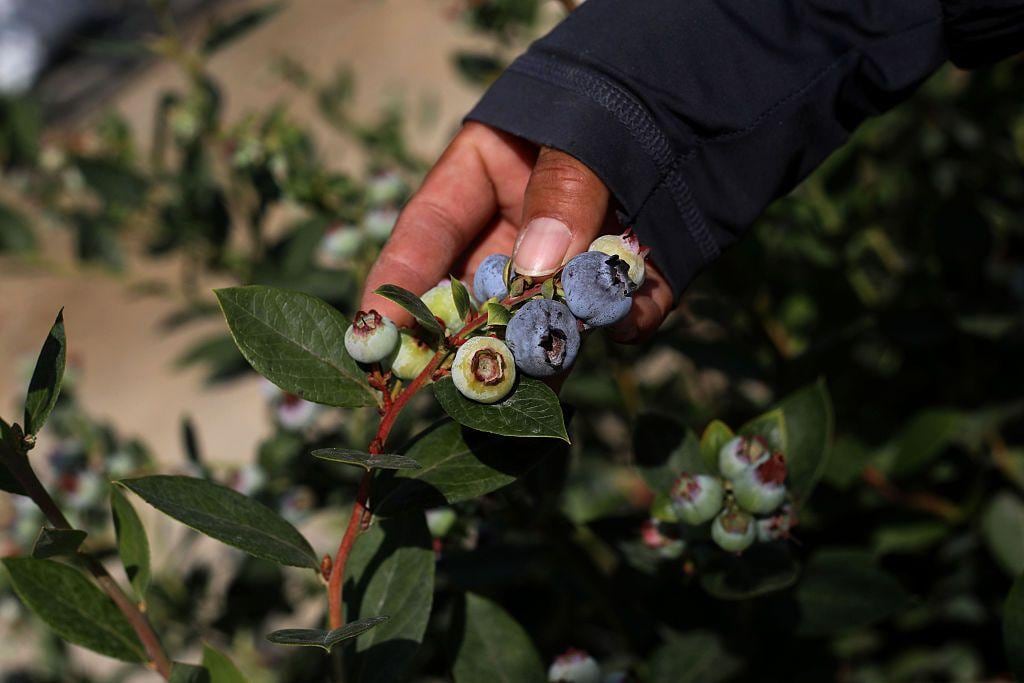 Arándanos. (Foto: Difusión)